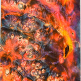 Stabilized box elder burl wood block