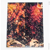 Stabilized box elder burl wood scales