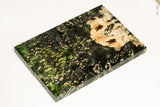 Stabilized box elder burl wood scales